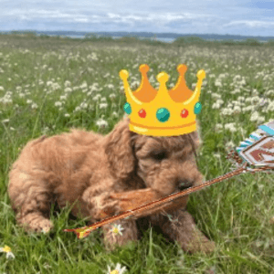 Fredoxie