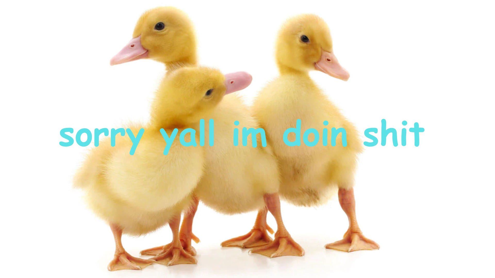 dojacattington