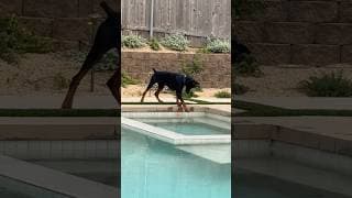 Drinks out of the pool all day but has no ability to get his ball #dukebeckman
