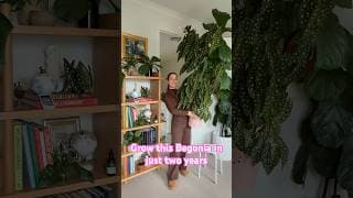 Grow a big, beautiful, blooming Begonia maculata in just two years with water propagation