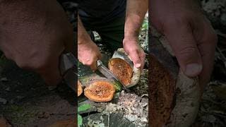 The Best Natural Mosquito Repellent in the Wild. #camping #survival #skills