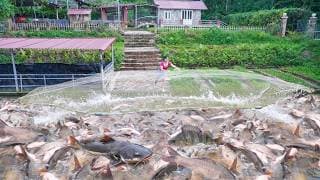 Casting a Net To Catch Lots of Fish At Mud Pond, Sell Many Fish For The Man | Ly Phuc Vy