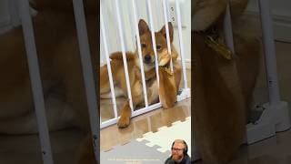 This Dog Sits in the Funniest Way Possible 🐶🇺🇸 #dog #pets