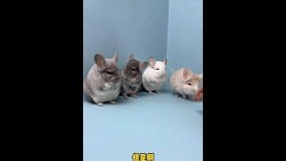 Guinea pigs don't understand their names. Reward them when they respond.