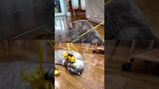 TWO CUTE CATS PLAY DAY