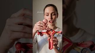 Baby Birth Anatomy Uterus Model and Placenta Separation Study #babybirth #anatomy #biology