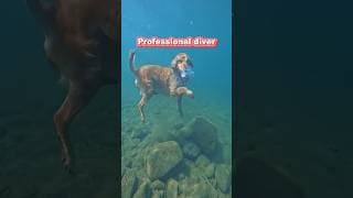 Professional diver #dog #puppy #pets #training
