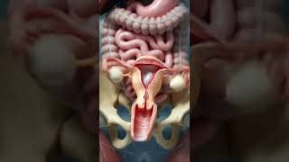 Menstrual Cycle Explained In 3D | Female Reproductive System #anatomy #shorts