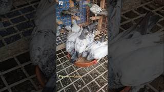 New baby pigeon #shorts
