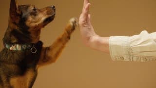 The Sweetest Dog High Five Ever Caught on Camera #dog #malinios