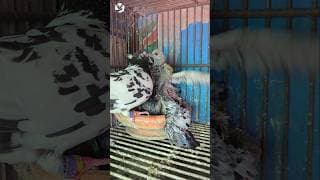 Giribaz kabootar ka video #shorts #pigeon