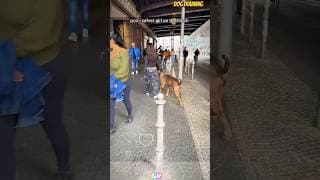 ❌walking the dog💯🐕❤#malinois #becgie#germanshepherd #doglove #pets #dog #dogtraining #k9#cutedog