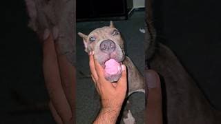 Cheek Scratches! 🥹🐾 My Dangerous American Bully! 😱 Playful Dog #americanbully #shorts