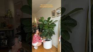 How to make your houseplants look more aesthetic? Cut off the ugly bits, duh 🌿😏