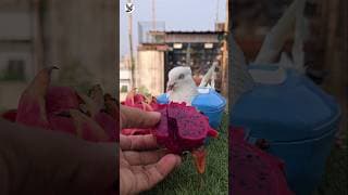 kabootar care tricks #pigeon #shorts