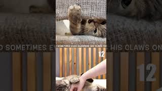 PEEKABOO A SEE MEOW