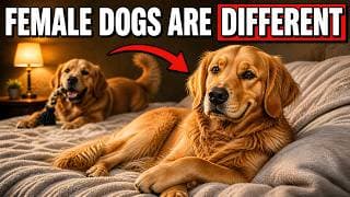 14 Reasons Female Dogs Are Completely Different From Males