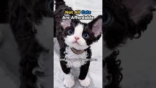 Not All CATS Are Affordable #cat #shorts