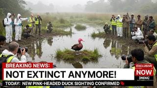 Pink-Headed Duck Is Still Alive  - Scientists Won't Believe This