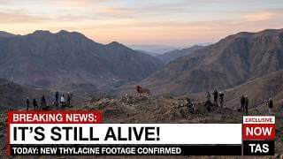 Atlas Lion Is Still Alive - It Shouldn't Be Possible