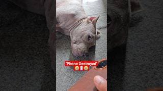 Look at his innocent face after destroying my phone 🥺📱 Bad boy Trump! 😂 #americanbully #shorts