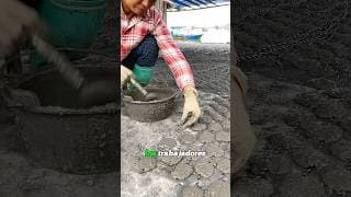Why Oyster Farmers Hang Cement Discs in the Ocean？#shorts #farmer