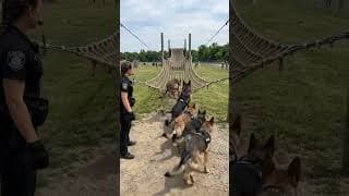 when she give a comand #germanshepherd #dogtraining #gsd