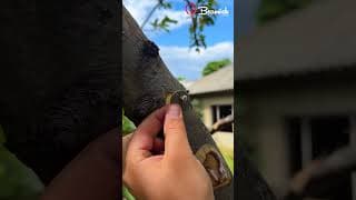 Tree grafting method using metal tube #tree #grafting #metal