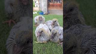 Pigeon calcium caltate #shorts #birds