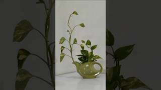 Plant Decor With Calming Green Vibes 🌿  #shoets #ytshorts #indoorplants #moneyplant #plantdecor #fyp
