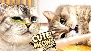CUTE CATS STORIES: Monday with Lazy MEOWS and Tiny PAWS | Fluffy pants VLOG #16