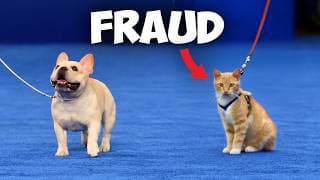 I Snuck A Cat Into A Dog Show