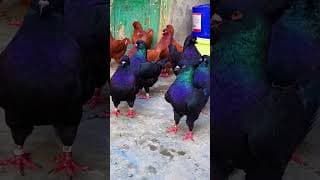 ఇది పావురమా... లేక కోడినా? 😂🐦