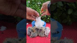 Gcotil vet very good pigeon cold medicine #pigeon #shorts