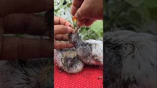 বাচ্চা কবুতরের যত্নে E-Cap #shorts #pigeon
