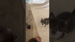 My Kittens Meet THEIR REAL MOM for the first time… (reunited)