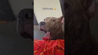 The American Bully Puppy 🐶 The Cutest Yawn You Will See Today! 🥱🥹 #americanbully #shorts