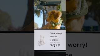 Pet Mode keeps your dog chillin’