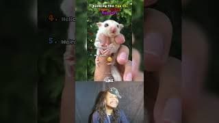 Funny Sugar Glider Videos