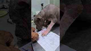 Trump’s Vaccination Day 💉 American Bully Puppy Care 🐶 ##americanbully #shorts