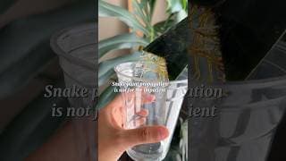 Plants teach us patience… starting with snake plants! #snakeplant #plantpropagation