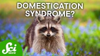 Something Strange Is Happening to Raccoons