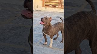 When An American Bully Gets The Zoomies! 😱🔥 #shorts