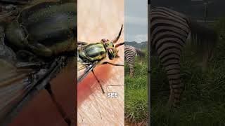 Why The Horse Is Painted Like A Zebra 😳