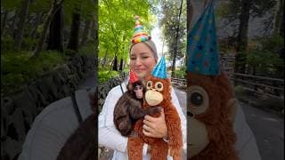 Happy Birthday Punch the monkey!! Visiting the zoo for his birthday!