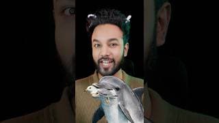 How Smart Can a Dolphin Be