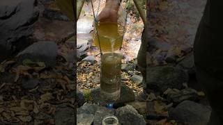 Amazing Way to Filter Dirty Water in an Emergency. #camping #survival #skills