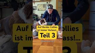 Fortsetzung folgt #bordercollie #dogshorts #hundeleben #tierliebe #hund #fürdich #haustiere #doglife