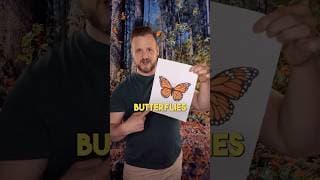 We Are Drawing Butterflies Wrong