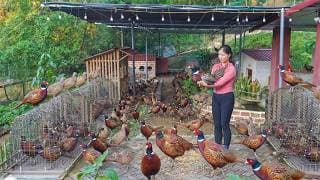 Harvest All The Castrated Roosters on the Farm For Sale -- Buy A Lot Of Pheasants to Raise